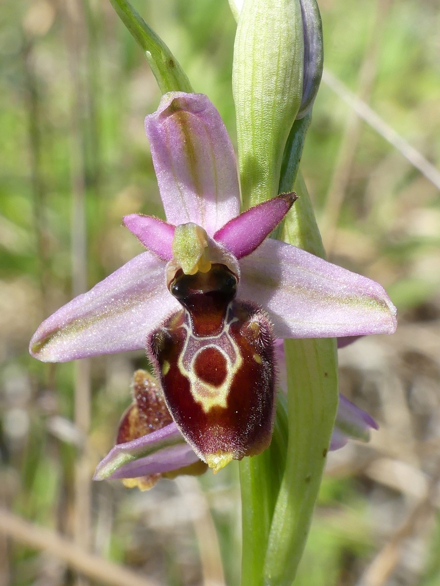 Ophrys exaltata subsp. montis-leonis e forme di variabilit nel Lazio, marzo e aprile 2018